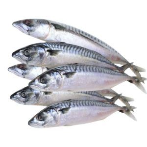 Cabakka mediana