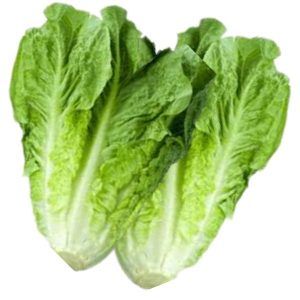 Lechuga larga