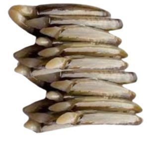Navajas frescas