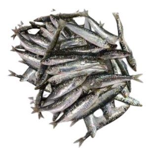 Sardina fresca alimentación maria José pescadería matarraña