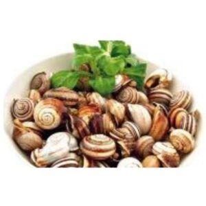 Caracoles de tierra. Alimentacion Maria Jose