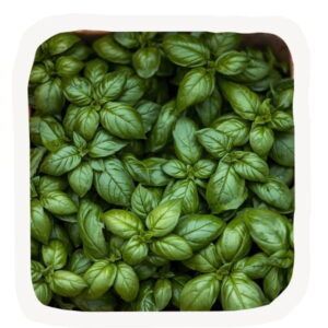 Hojas de albahaca fresca de color verde brillante y textura sedosa, dispuestas en un manojo turgente, de la frutería Alimentación María José.