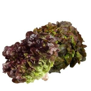 Lechuga-hoja-de-roble-fresca-de-color-morado-y-verde-con-hojas-rizadas-y-tiernas-recien-traida-de-la-huerta-en-Alimentacion-Maria-Jose.