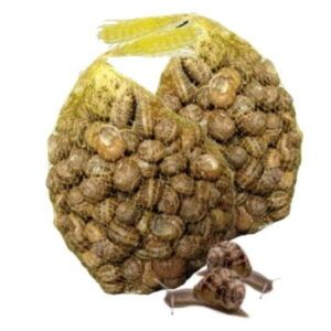 Malla-de-caracoles-Bove-de-concha-jaspeada-en-tonos-marrones-y-blancos-limpios-y-seleccionados-disponibles-en-Alimentacion-Maria-Jose