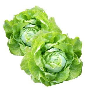 Pieza entera de lechuga Trocadero con hojas redondeadas de color verde intenso, textura suave y corazón tierno, seleccionada por Alimentación María José.